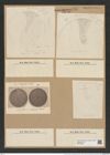 Coscinodiscus nodulifer var. apiculatus Rattr. (de-Toni-Nr.: Genus 202, Species 4981) Zeichnungen Sammlung Grunow Nr. 8594 (NHMW-BOT-W0378250)